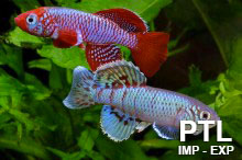 Cyprinodontidae_Killy Fish_VENDITA_INGROSSO
